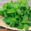 Bạc hà(Húng lủi) trồng tự nhiên